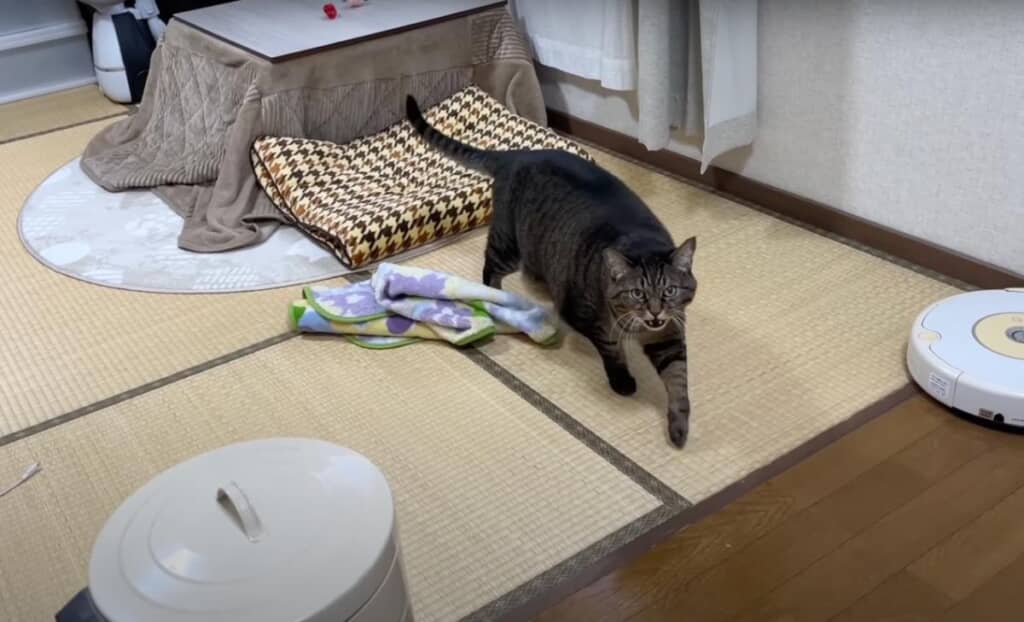 全力で甘えてくるまめたろうくん