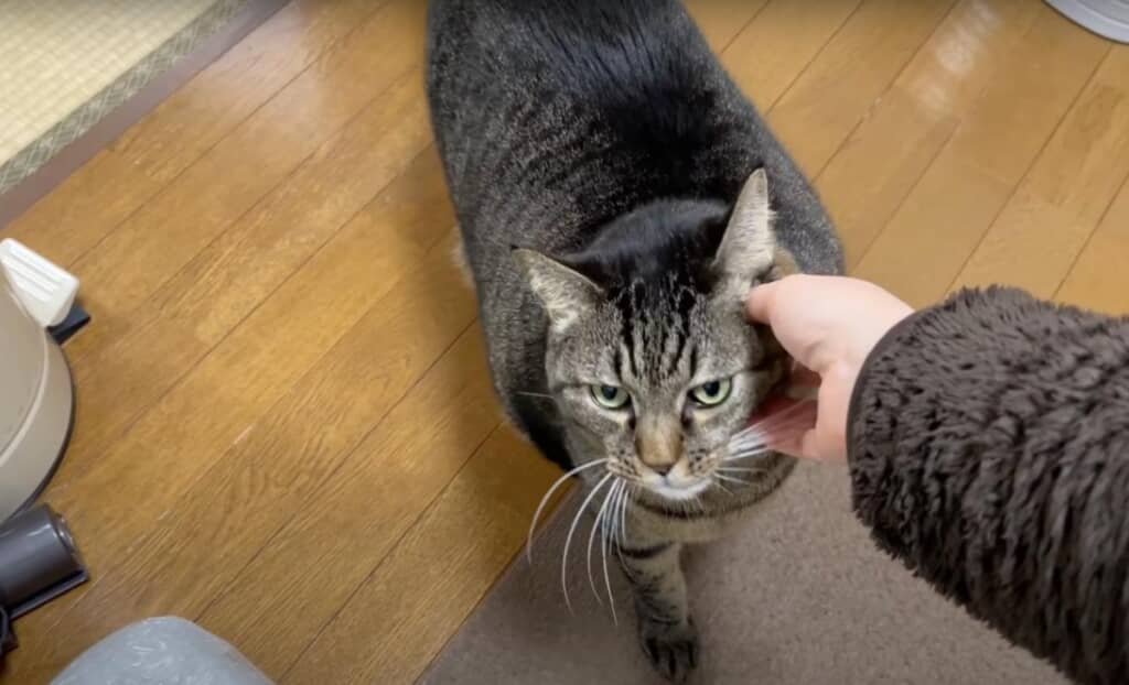 愛猫の要望に応えるねこじまさん