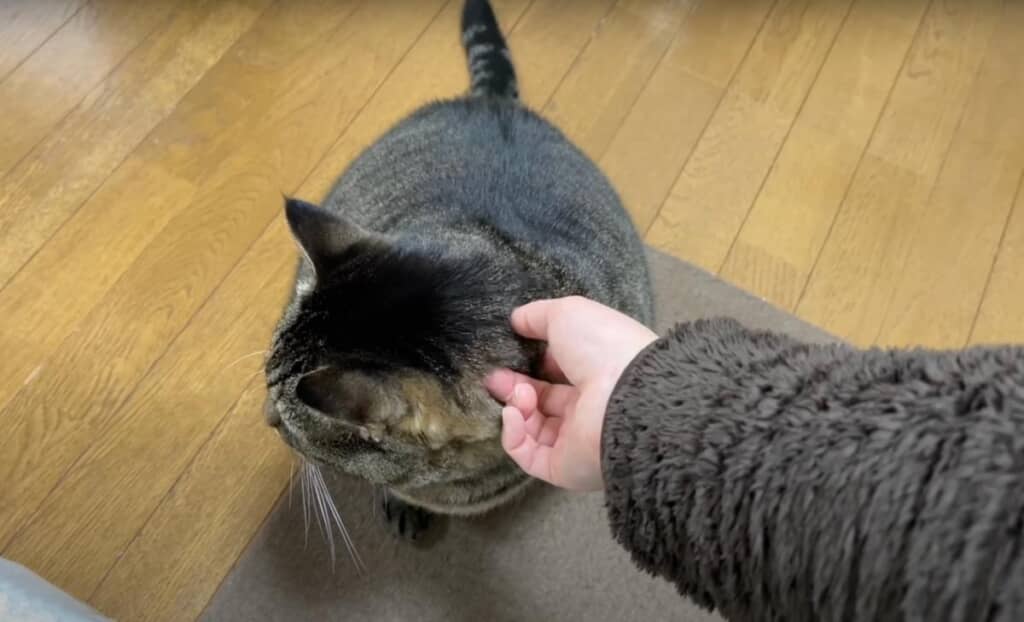 満足げな様子のまめたろうくん