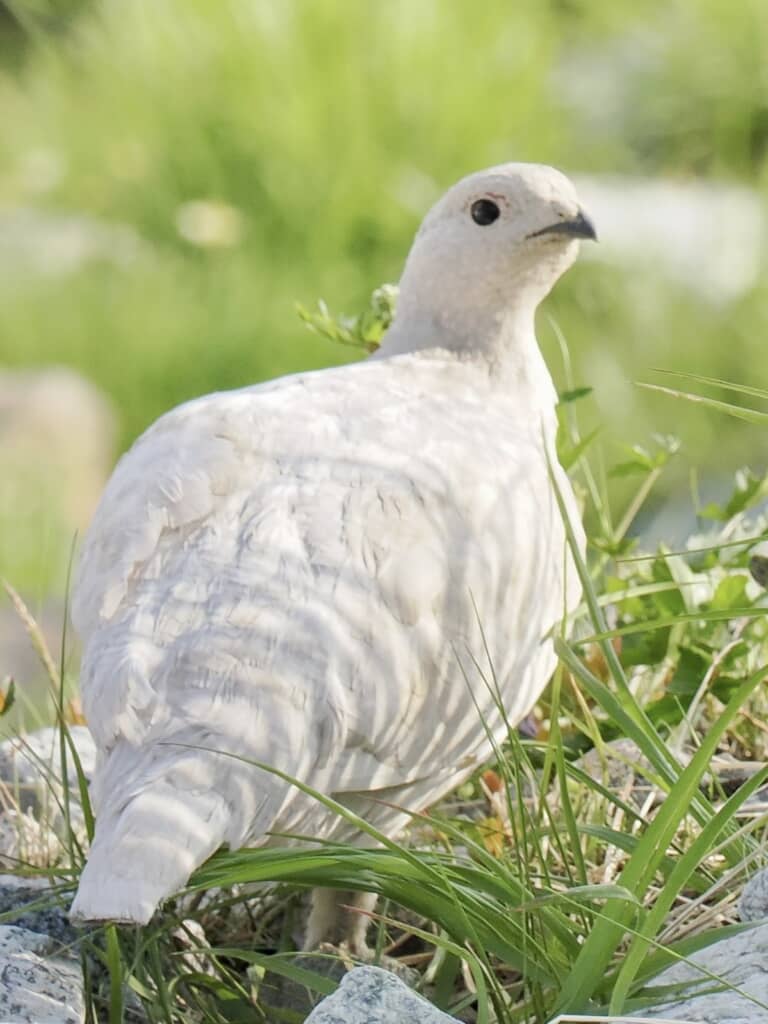 白変種のメスのライチョウ