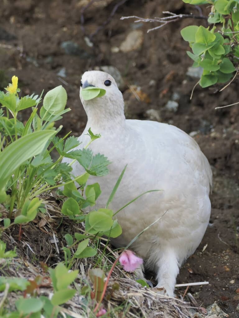 葉をついばむ白変種のメスのライチョウ