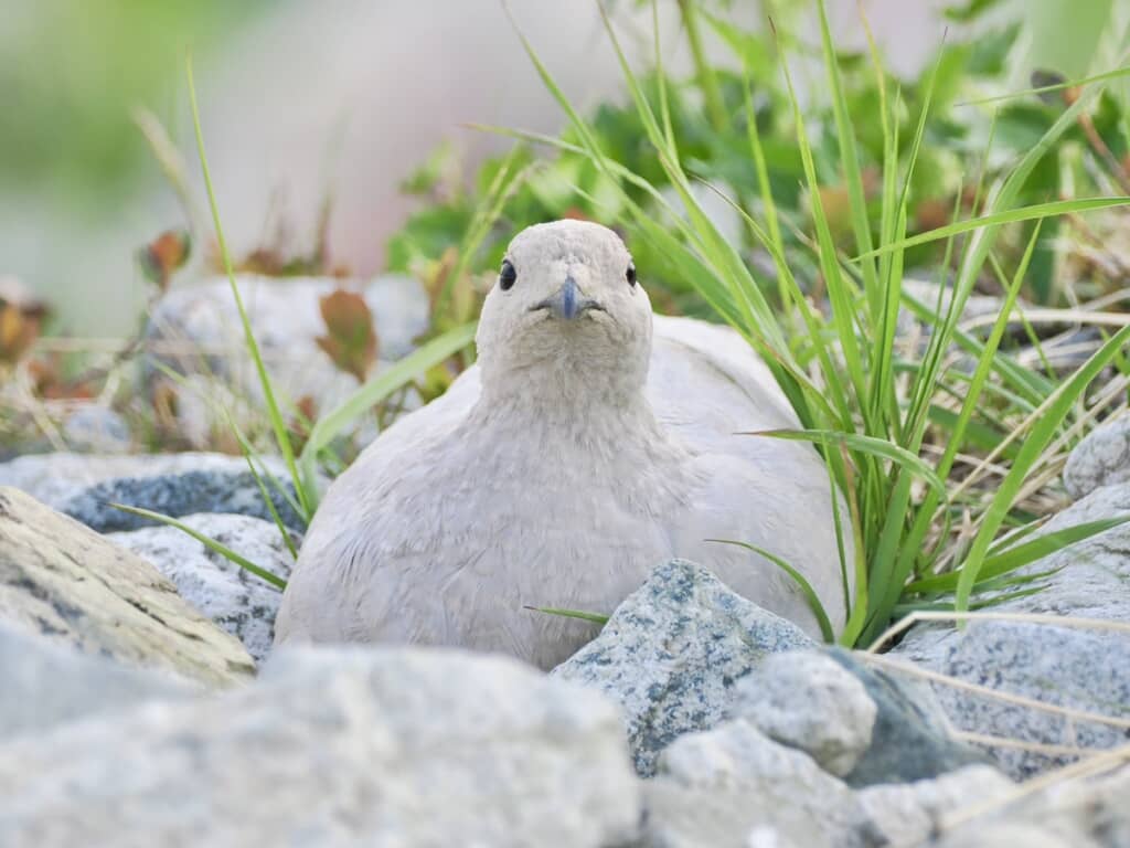 岩の上に座っている白変種のメスのライチョウ