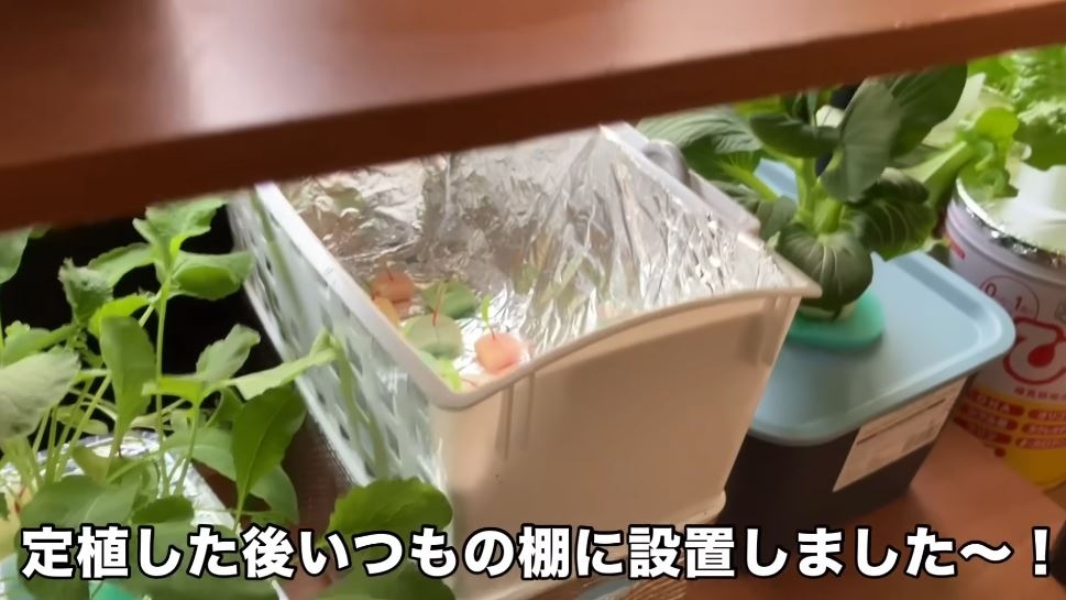 いつもの棚に設置