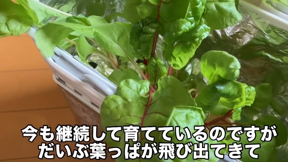 すくすく育っています！