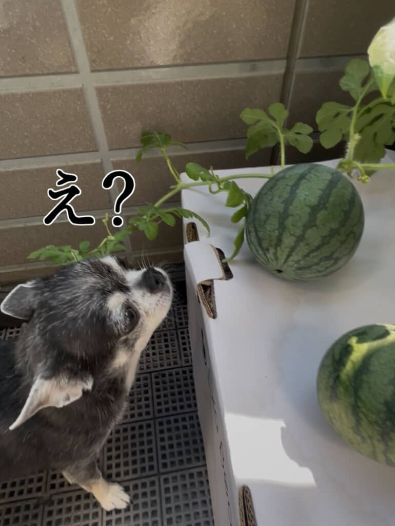 大葉を植えたらまさかのスイカ