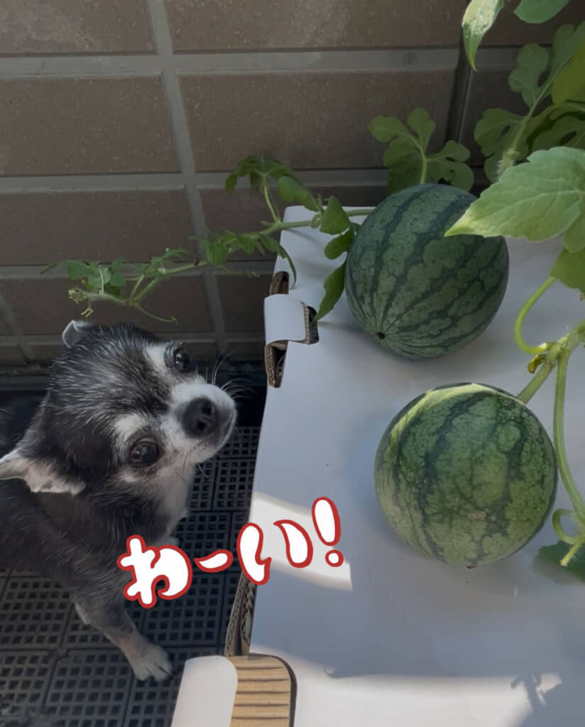 こつぶさんも心なしかうれしそうです