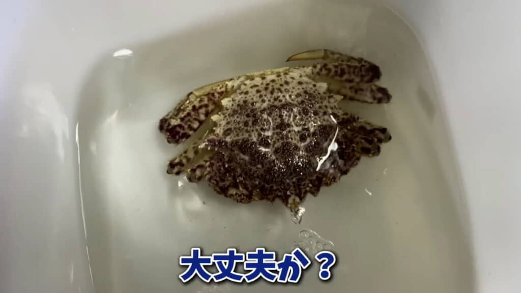 かなり弱っているようですが……