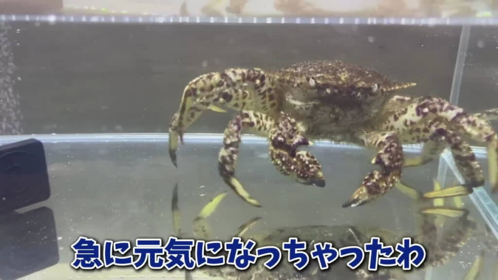 さっきまでは仮死状態だったのかも？