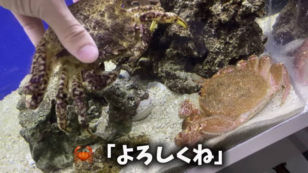 もともとひん死だった者同士「よろしくね」