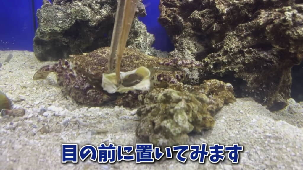 エサはまだ食べてくれません