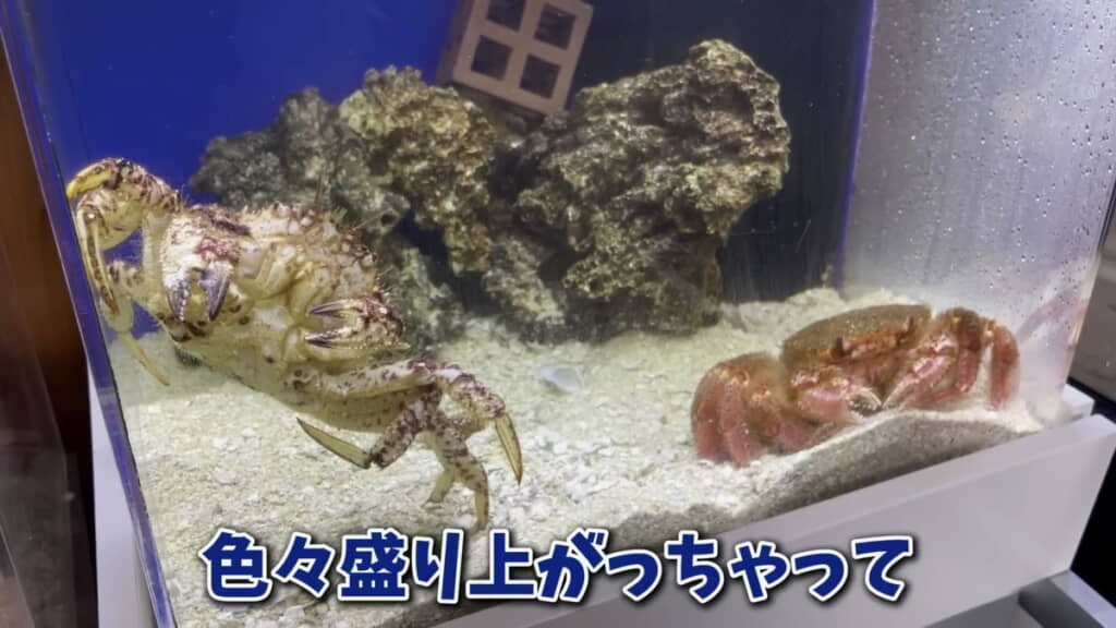 カニを食べた後ですが……