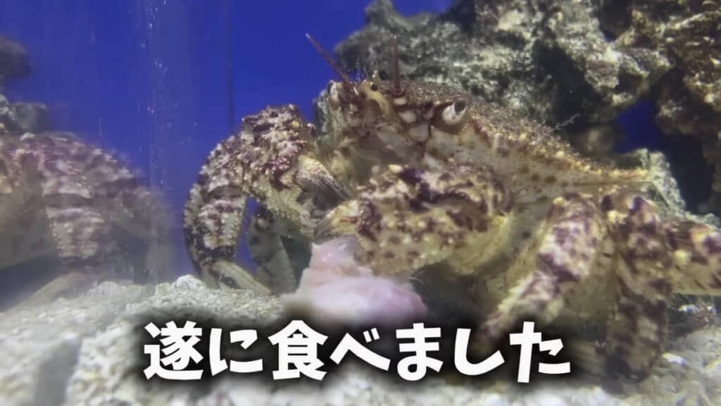 サバを食べてくれました！