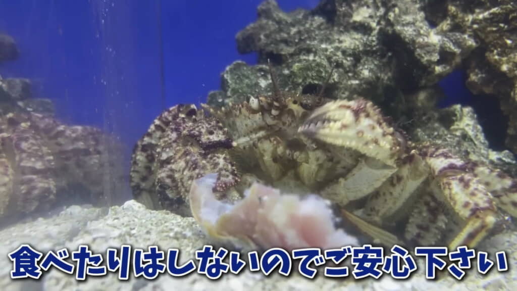 これから大切に育てます