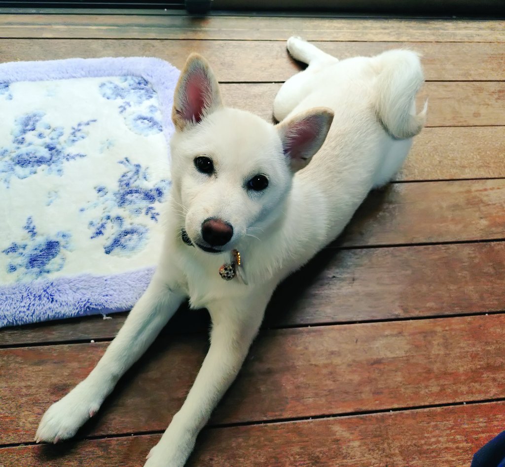 元気なこめこちゃん