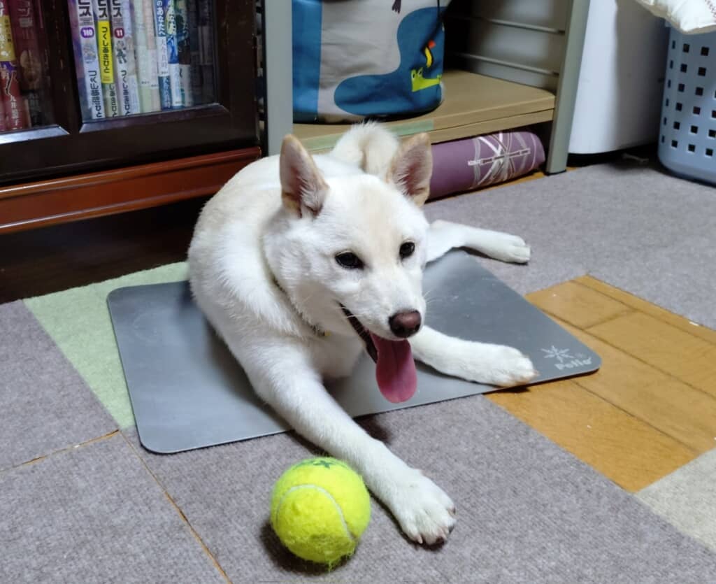 大きな公園で知らない人に親愛の情を示したというこめこちゃん