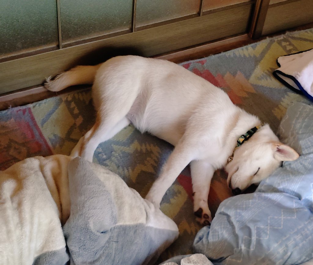 この時は普通に眠っています