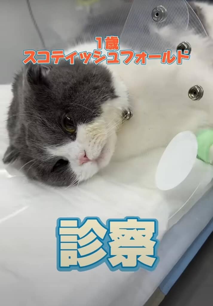 1歳のスコティッシュフォールドが来院