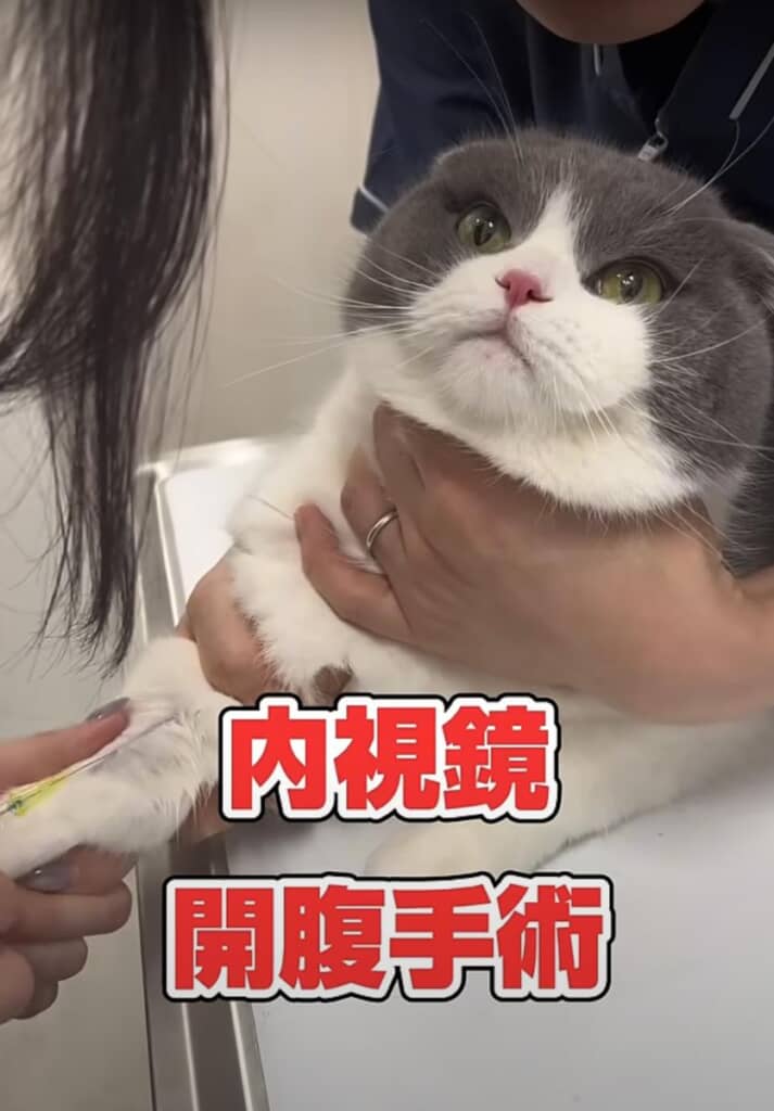 麻酔をして内視鏡と開腹手術を行うことに