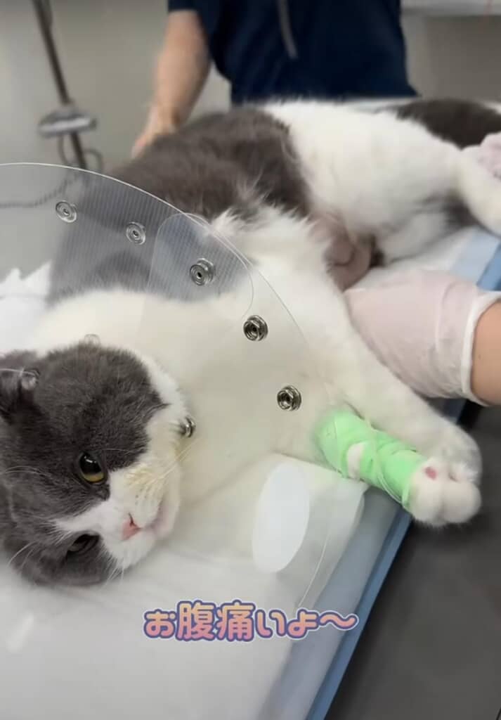 手術から目覚めた猫ちゃん