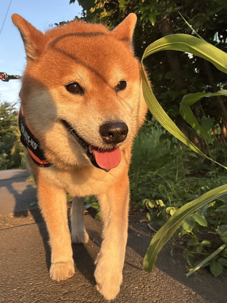 ズンズン歩く小太郎くん。楽しそう～！