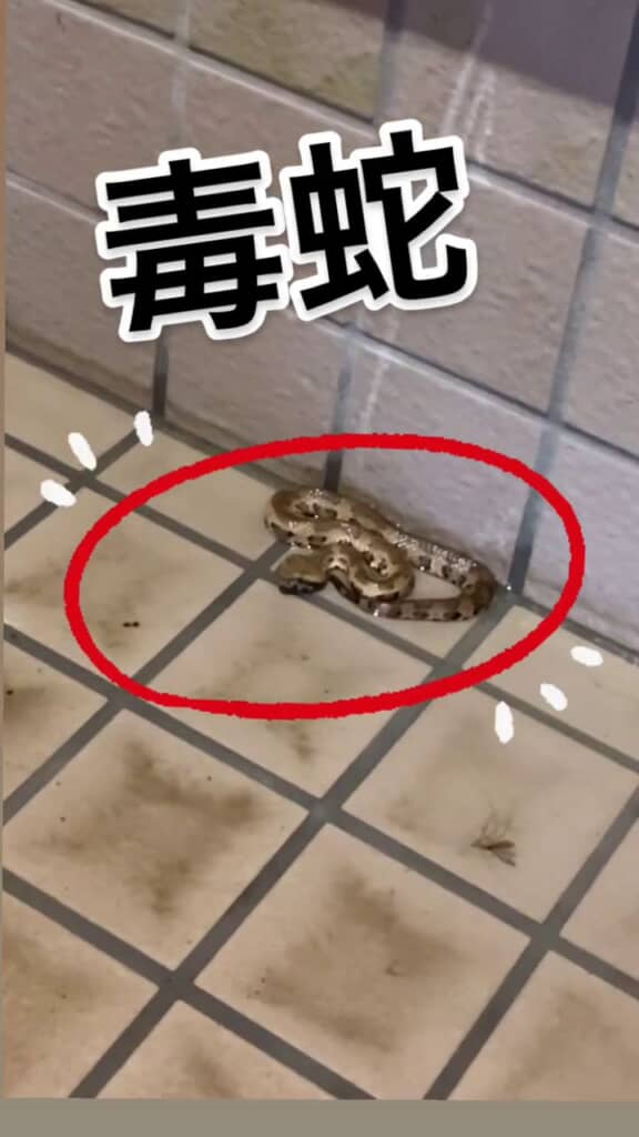 公共トイレにいた毒ヘビのヒメハブ