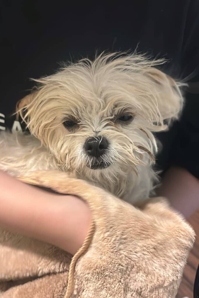 お風呂に入れられて人間を信じられなくなってしまったおこめちゃん