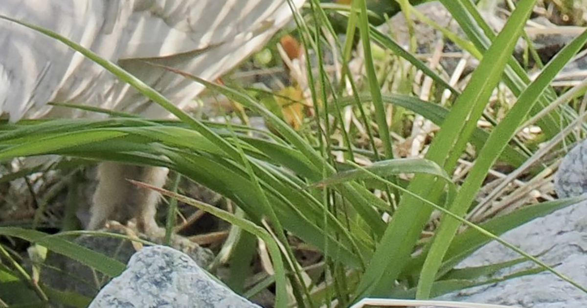 絶滅危惧種のライチョウかと思ったら……　“一生に一度”レベルの姿に大興奮「初めて見ました」「これは貴重」（1/3） | その他生き物 ねとらぼ