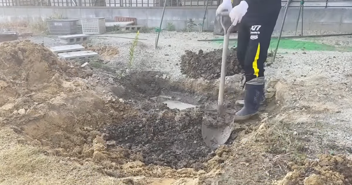 メダカ好きな男性→庭を掘って巨大池を作ったら、4年後……　驚きの光景に「こういうの憧れる」「羨ましい」 | ライフスタイル ねとらぼ