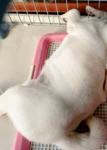 柴犬の寝相