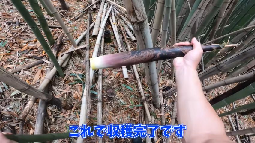 薬膳スープの具にするため採取したマダケ