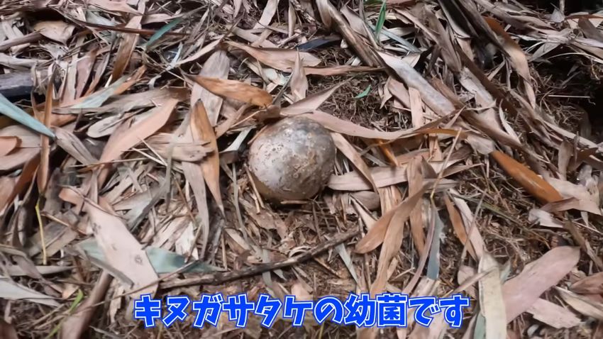 卵のような形状のキヌガサタケの幼菌