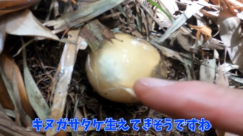 表面がむけたキヌガサタケの幼菌