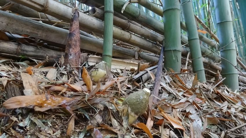 短時間で変化するキヌガサタケのタイムラプス動画