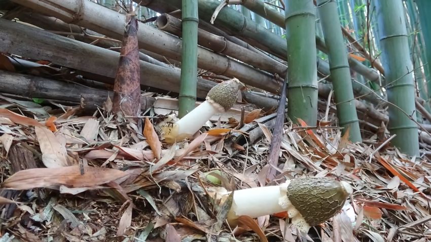 白い托の部分が伸びるキヌガサタケのタイムラプス動画