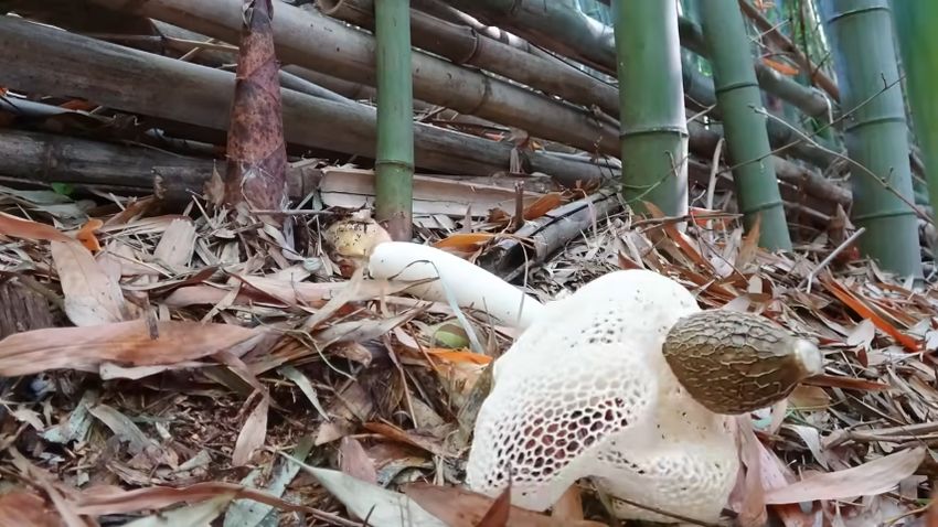 レース状の菌網を展開するキヌガサタケのタイムラプス動画