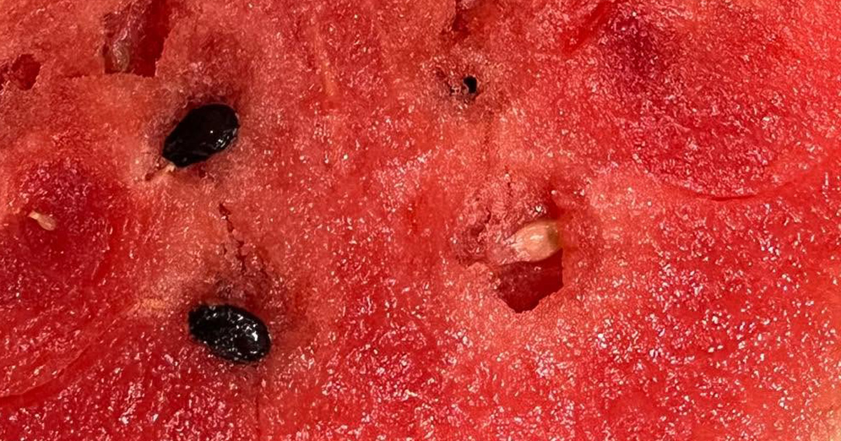 トヨタOB会で父が持ち帰ってきたスイカ→中を割ると……　「なにかおかしい」まさかの光景に思わず二度見（1/2） | ライフスタイル ねとらぼ