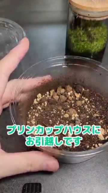 新居はプリンカップハウス