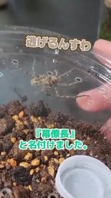 その名も「幕僚長」