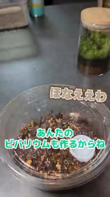 今後この子のためにビバリウムを作る！