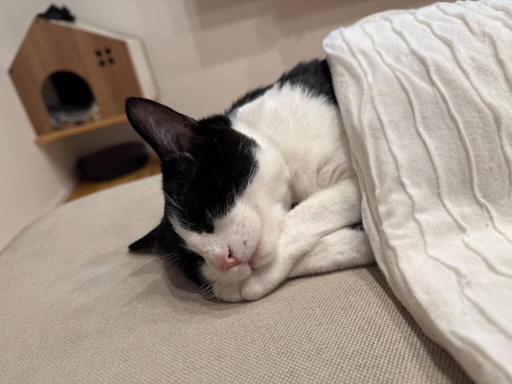 乙女のように眠るハチワレちゃん