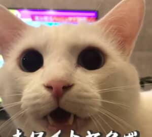 猫ちゃんアップ