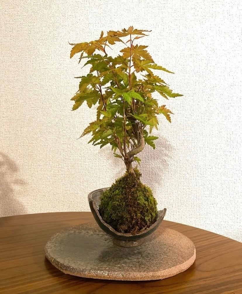 陶器のプレートの上に割れた茶碗とその中にはいった苔玉の画像