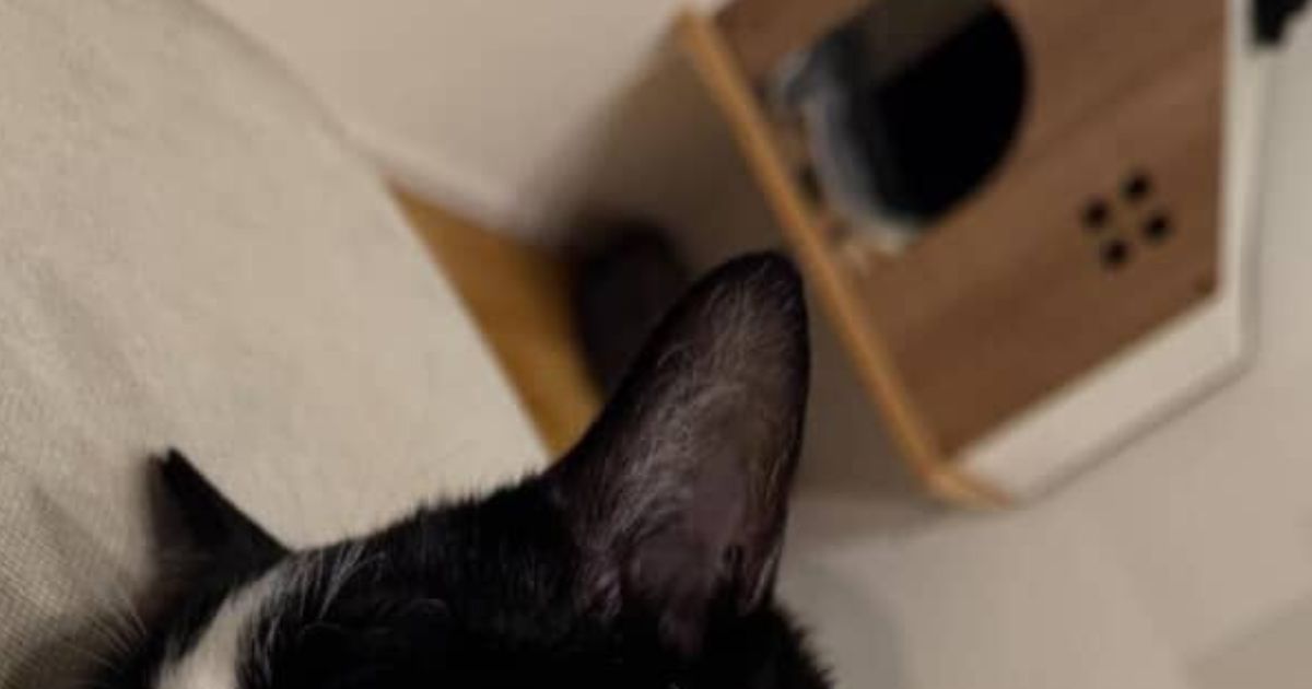 スヤスヤ眠る猫、よく見てみると……飼い主「は？？？　なにそれ」　まさかの光景に「かわいすぎる！」「夢見る乙女」（1/3） | 猫 ねとらぼ