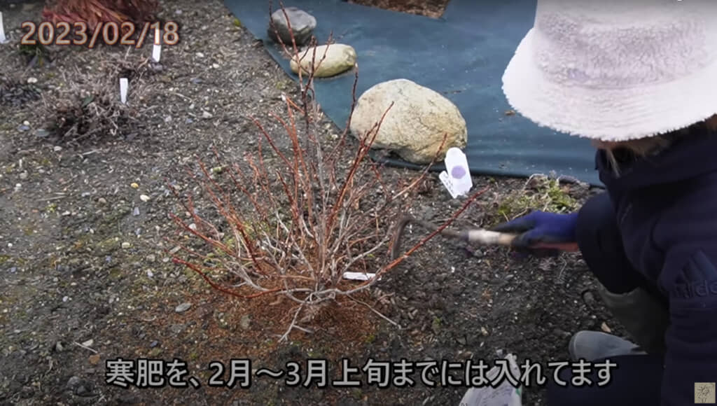 2月〜3月ごろに寒肥を入れます