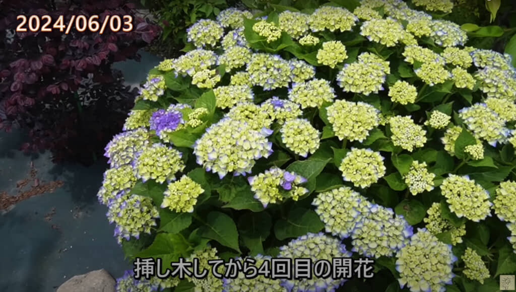 挿し木してから4回目の開花シーズンに