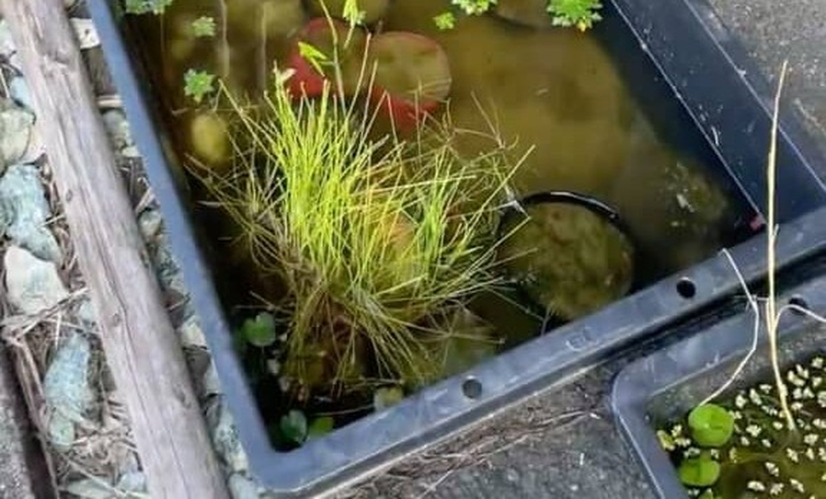 息子とメダカのビオトープをのぞいたら……　「ぎゃー！」衝撃展開に父涙目「これぞ自然の摂理」（1/3） | ライフスタイル ねとらぼ