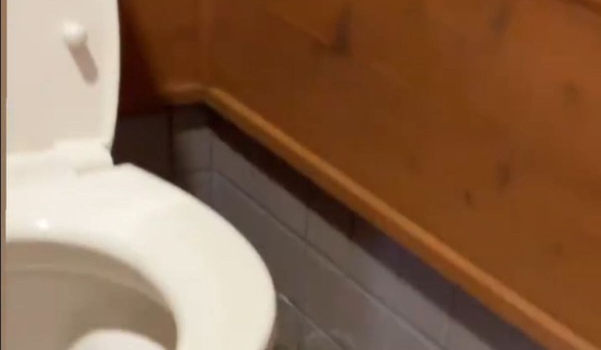 公衆トイレに駆け込んだら……　「えっマジ！？」中に潜んでいた“危険生物”の姿に「怖い」「気をつけます」 | その他生き物 ねとらぼ