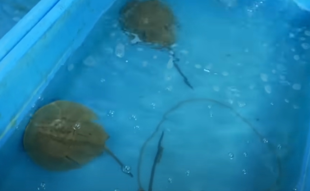 日本では絶滅危惧種、“生きた化石・カブトガニ”の甲羅の裏には……「うお