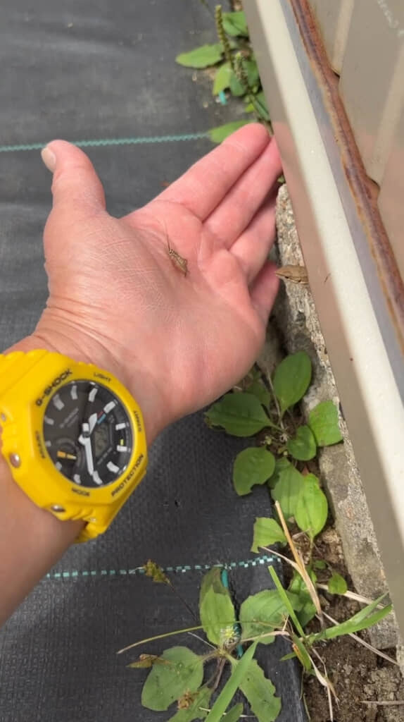 エサをのせて待っていると……