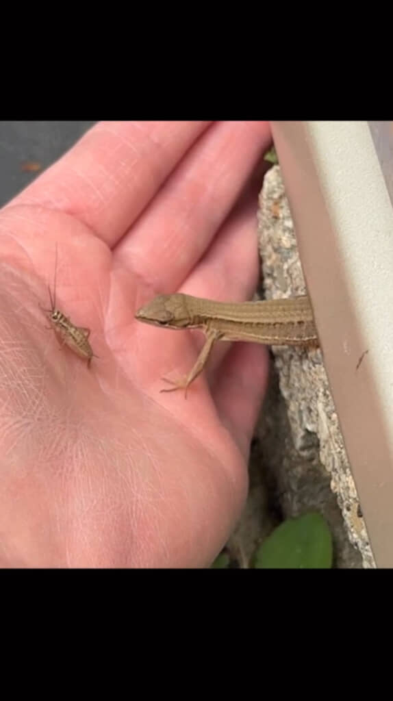 手のひらに乗ってくれました！